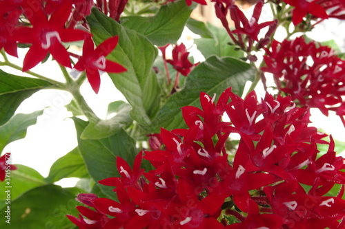 Fototapeta Naklejka Na Ścianę i Meble -  Red Pentas, Egyptian Star Flower