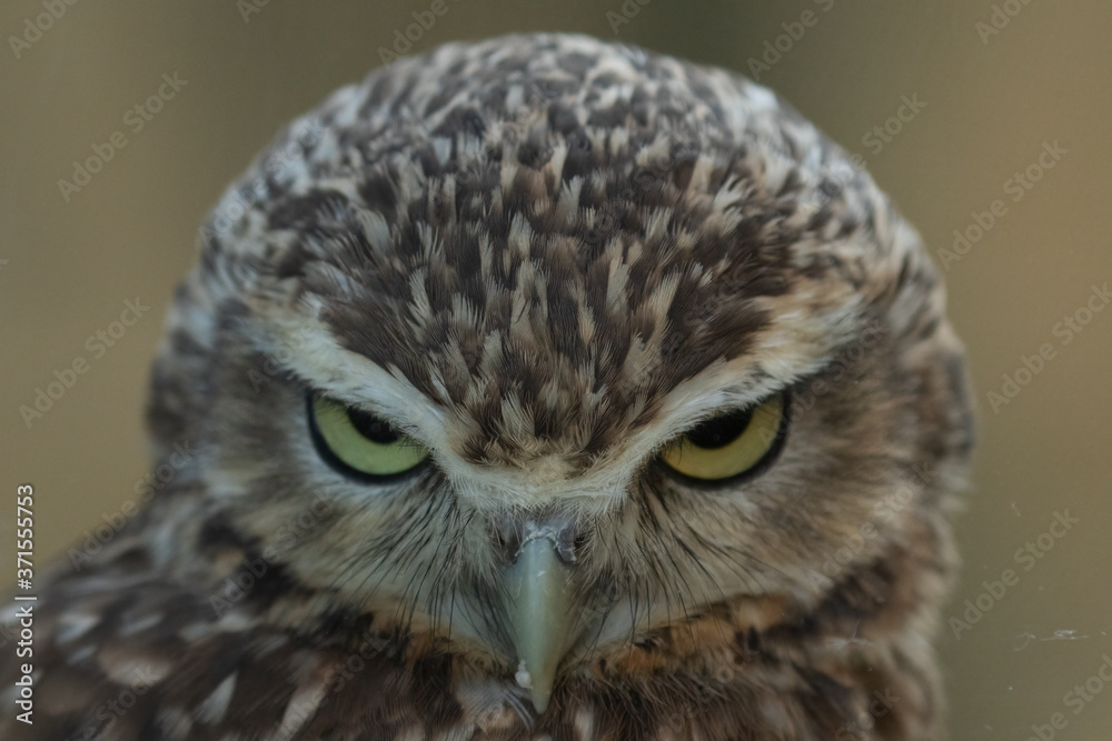 Obraz premium Cute Burrowing Owl, Athene cunicularia, staring straight at camera with powerful look