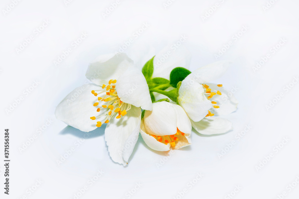 branch of jasmine flowers isolated on white background. branch of jasmine flowers isolated on white background.