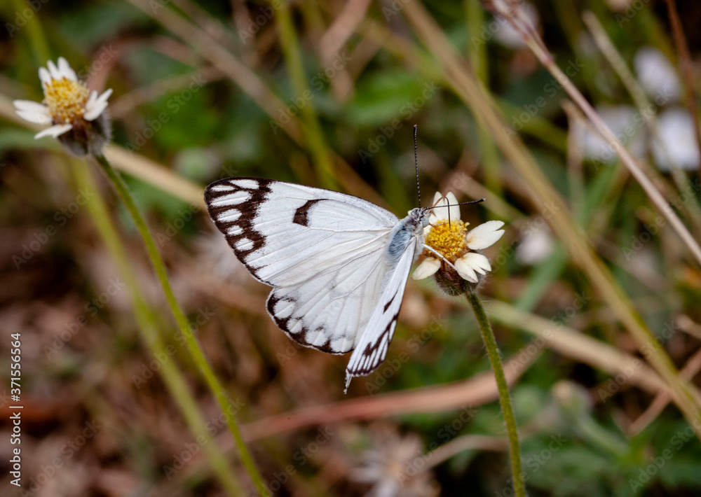 Fototapeta premium butterfly on a flower