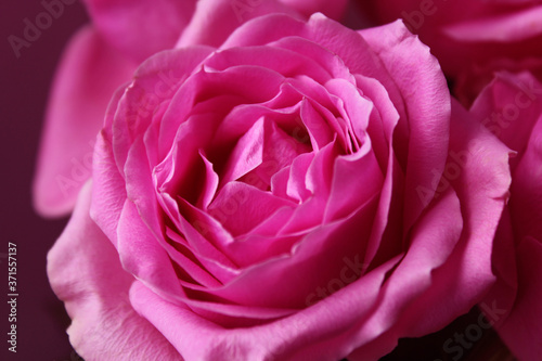 a large fresh blooming pink rose