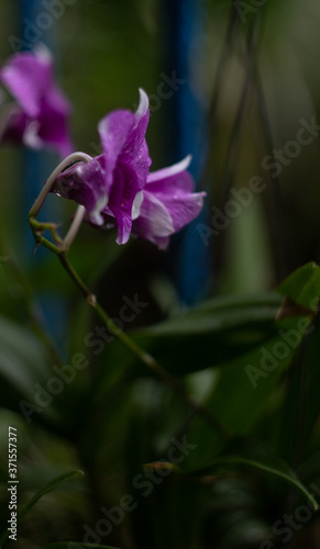 close up macro purple flower