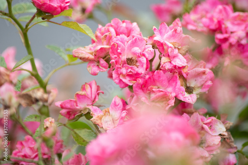 ピンクの薔薇 © yoppy