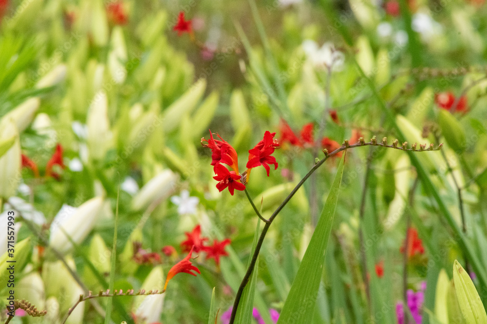 ツツジの花 ツツジの花