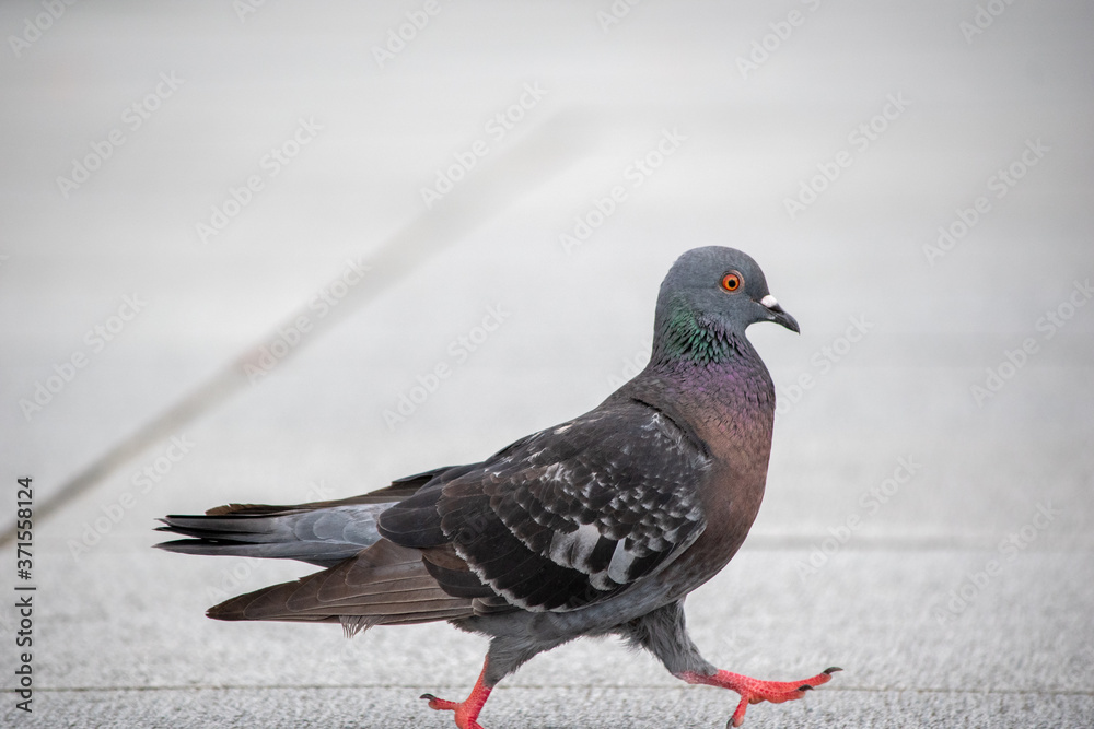 Naklejka premium 路上のハト