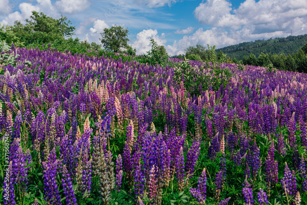 A field of blooming Lupine flowers - Lupinus polyphyllus - garden or fodder plant A field of blooming Lupine flowers - Lupinus polyphyllus - garden or fodder plant