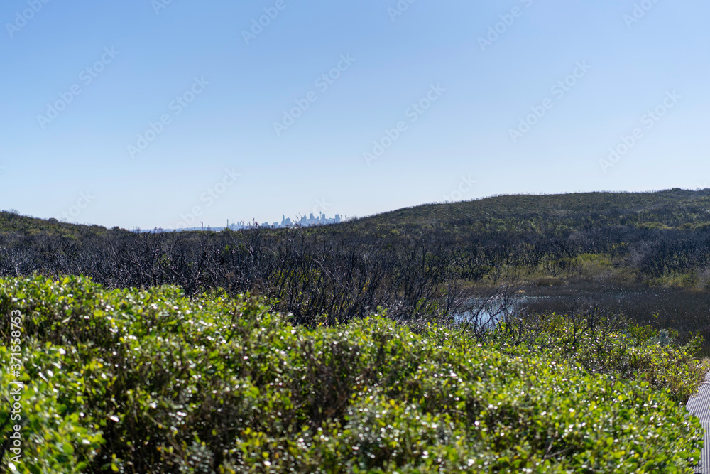 Fototapeta premium field of flowers in spring with Sydney city landscape in the background