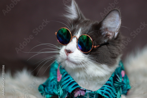 Domestic medium hair cat in Summer Tropical Flowers shirt wearing sunglasses lying and relaxing on Fur Wool Carpet. Blurred background. Relaxed domestic cat at home, indoor