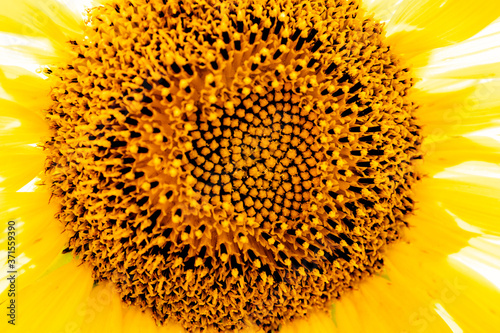 Sunflower field at Matthiessen State Park, Illinois. photo