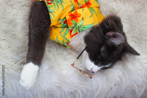Domestic medium hair cat in yellow summer shirt wearing sunglasses lying and relaxing on Fur Wool Carpet. Blurred background. Relaxed domestic cat at home, indoor