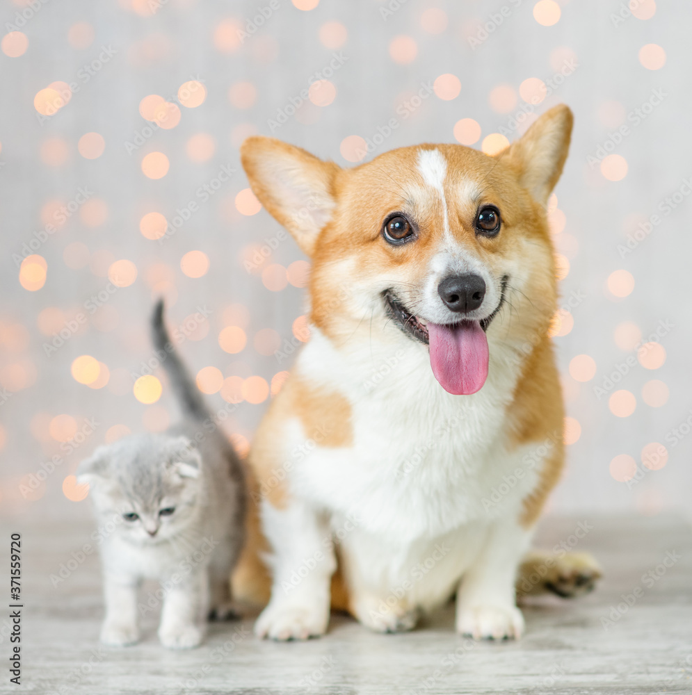 Pembroke welsh corgi dog and baby kitten sit together on festive background