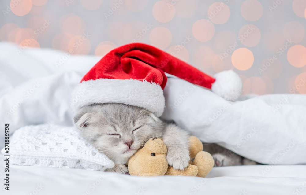Fototapeta premium Baby kitten sleeping in red christmas hat with toy bear on pillow under blanket on festive background
