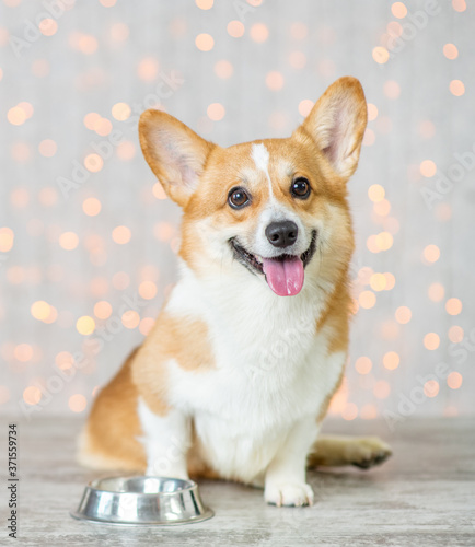 Pembroke Welsh Corgi puppy sits with a empty bowl at home