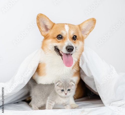 Pembroke welsh corgi dog and tiny kitten sit together under warm blanket on a bed at home