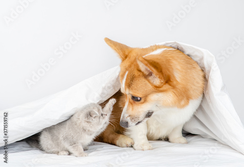 Playful baby kitten and Pembroke welsh corgi dog sit together under a warm blanket on a bed at home
