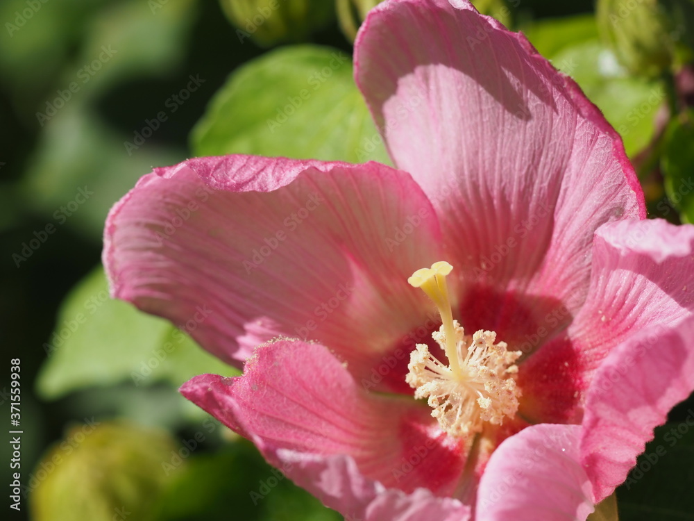 ピンクの花のアップ