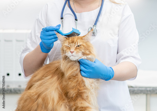 Fototapeta Naklejka Na Ścianę i Meble -  Vet is combing cat with brush in a clinic