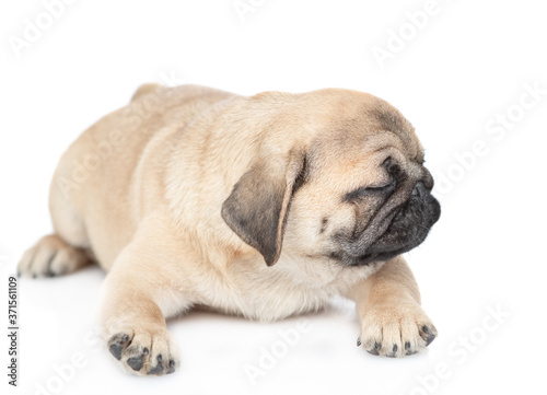 Unhappy pug puppy lies alone. isolated on white background