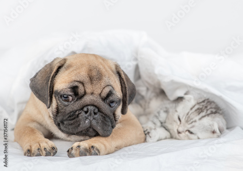 Pug puppy and tiny kitten sleep together under a blanket on a bed at home