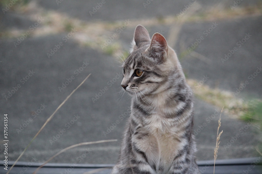 Obraz premium portrait of a tabby cat