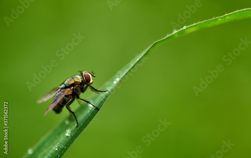 A fly perching on the grass blade