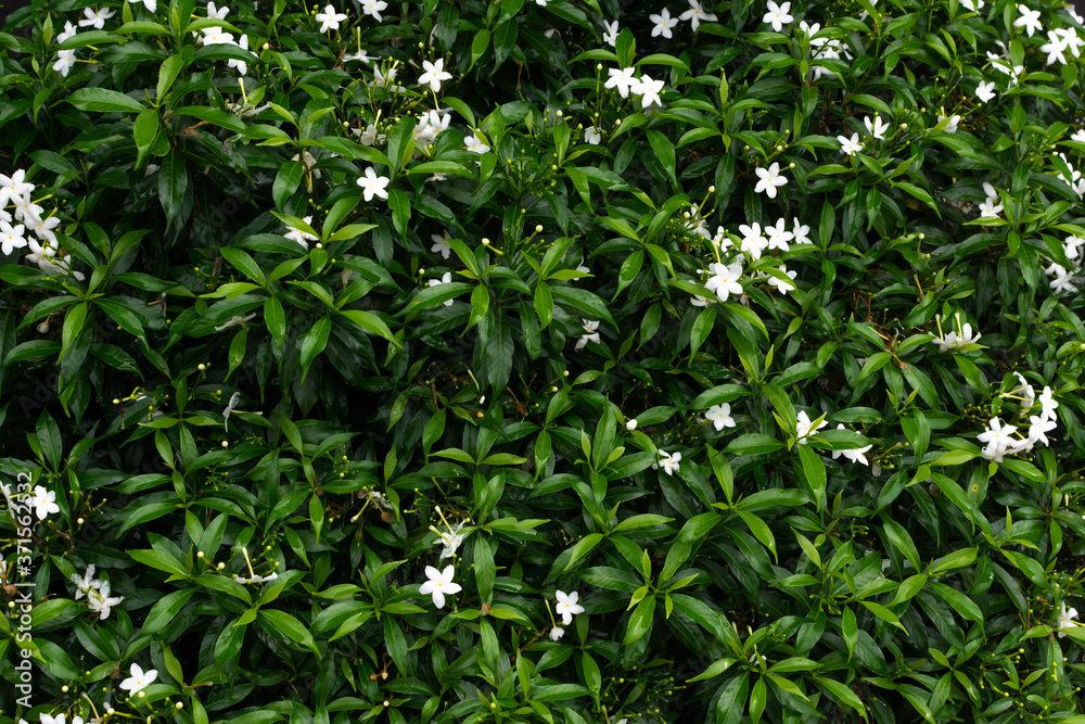 Fototapeta premium Small white flowers on green leaves background.