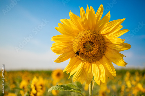  close-up of a sunflower standing in a field of sunflowers and the sky is blue