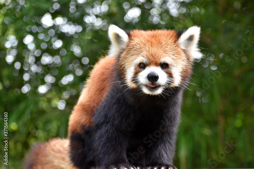 レッサーパンダ photo