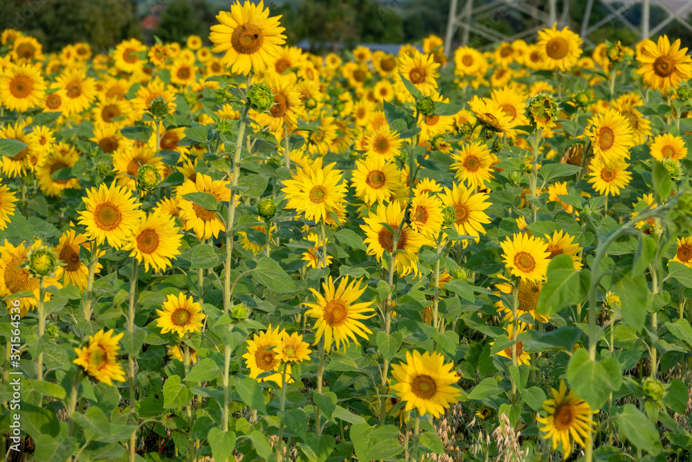 Fototapeta premium many yellow sunflowers stand in one field of sunflowers