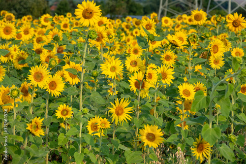 many yellow sunflowers stand in one field of sunflowers