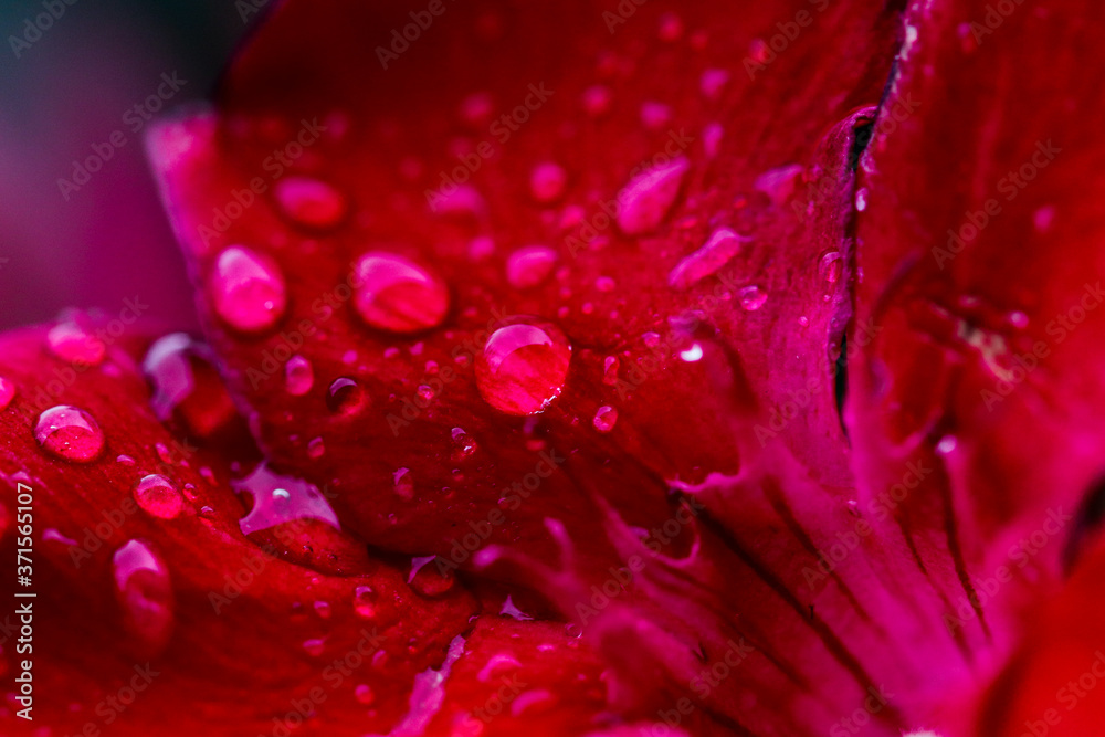 Regentropfen auf Oleanderblüte, Macroshot, rot, traumhaft, Macro, Tau, Regen, Tropfen, Spiegelung, Reflektion Regentropfen auf Oleanderblüte, Macroshot, rot, traumhaft, Macro, Tau, Regen, Tropfen, Spiegelung, Reflektion