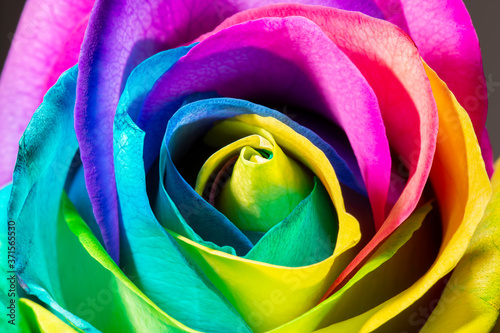 Detailed macro closeup texture of a rainbow rose
