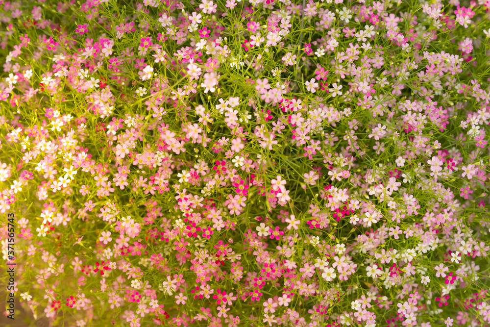 pastel color flower background