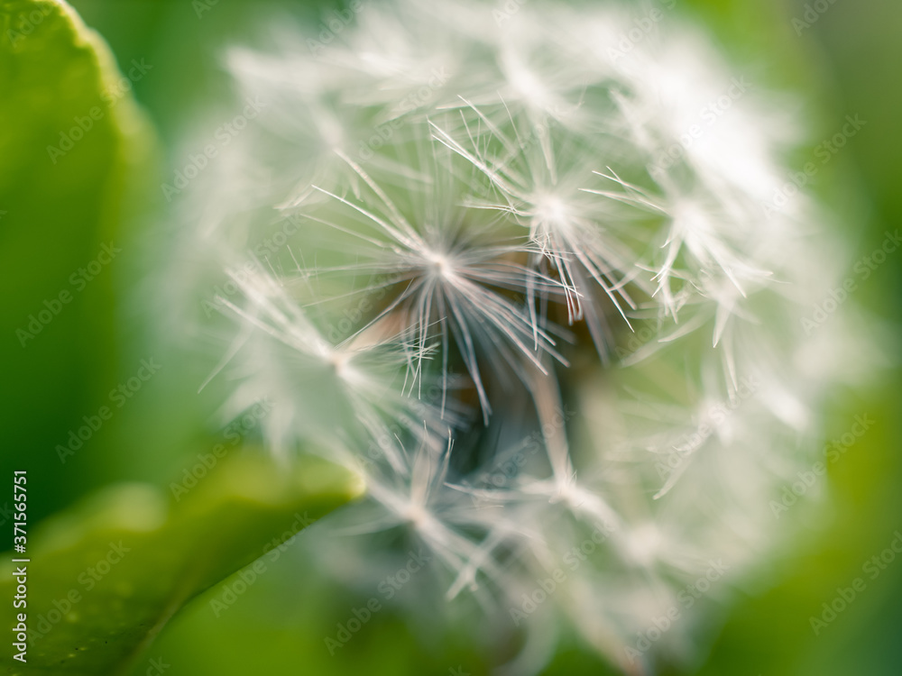 dandelion seed head