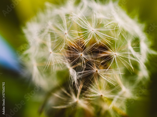 dandelion seed head