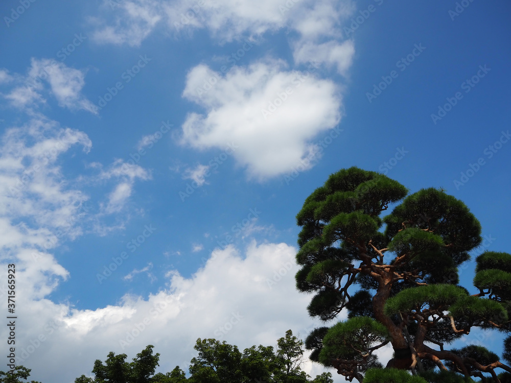 Obraz premium 松の木の青空