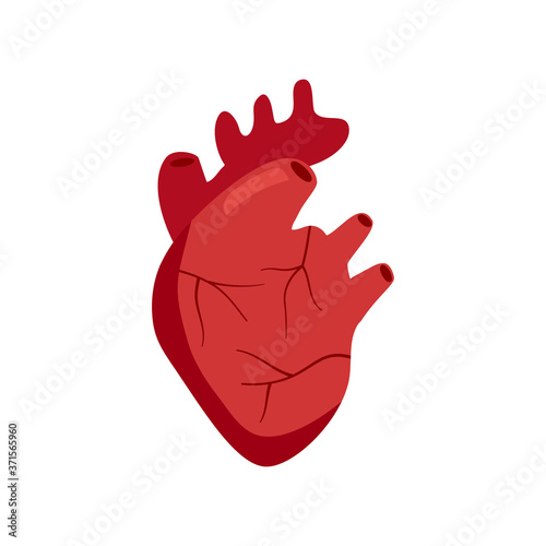 Human heart organ concept vector illustration on white background. Human anatomy aorta and arteries in flat design.
