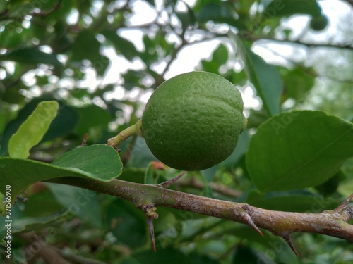 Wallpaper Mural Green lemons, limes on a tree. Growing food in orchard, garden background  Torontodigital.ca