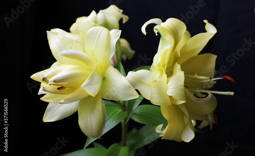Gorgeous yellow multi-petaled lily Exotic San. Flowers growing on the balcony. Black background.