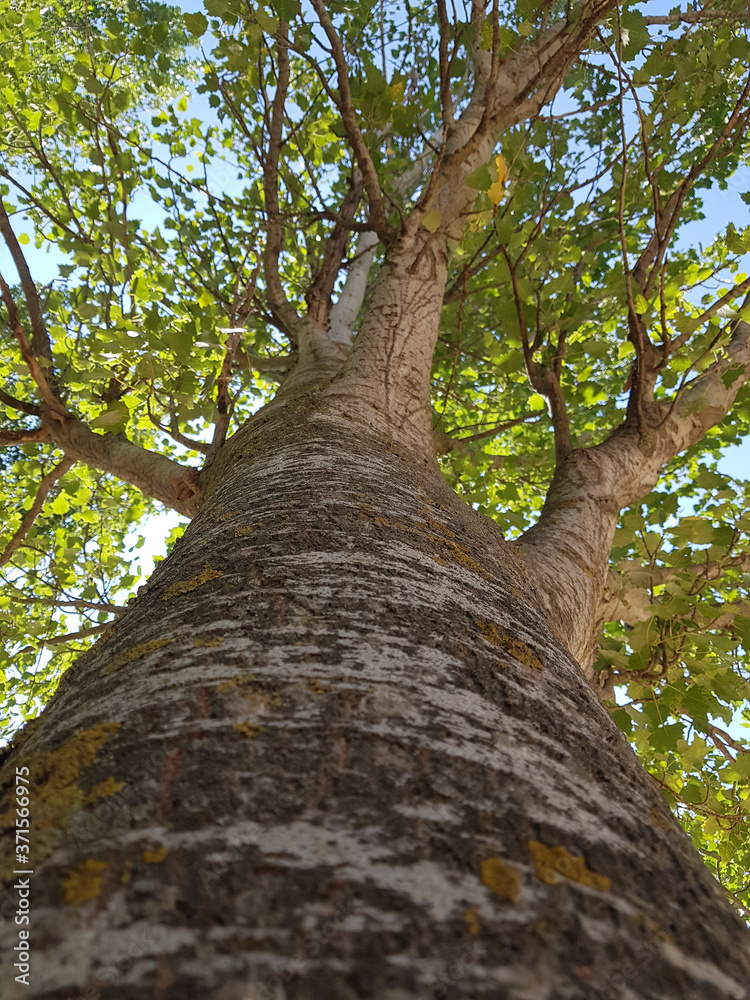 Fototapeta premium Low angle shot of a black poplar. Looking up tree