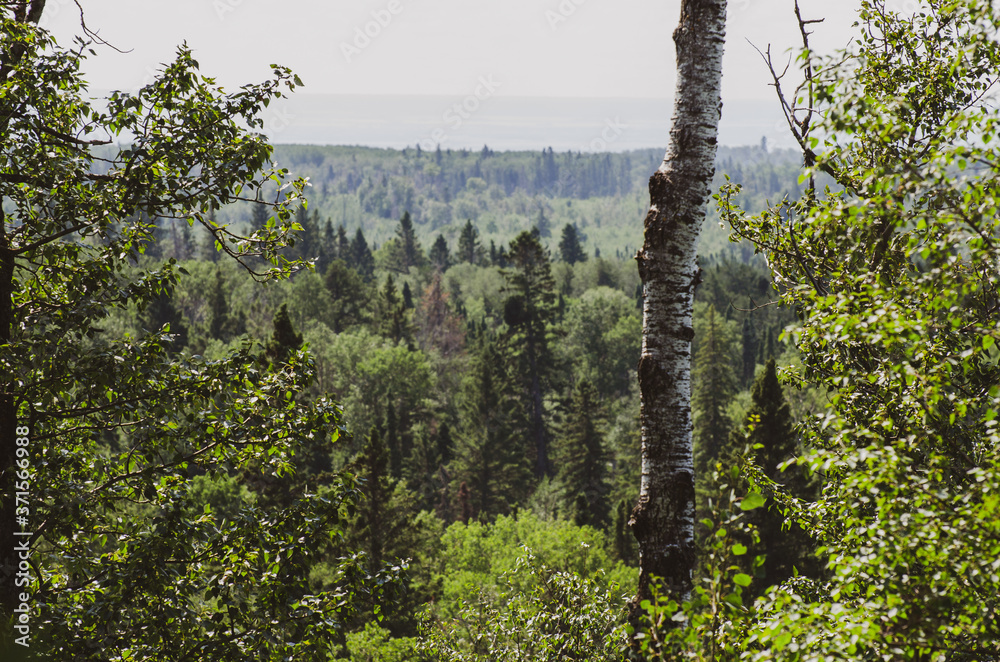 Fototapeta premium View on the Baldy Mountain Hiking Trail in Duck Mountain Provincial Park, Manitoba, Canada