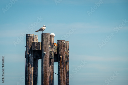 Seagull sitting on wooden pilings near Sidney BC Canada. © Keir