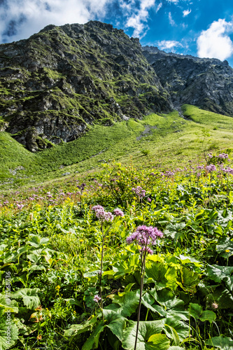 Fototapeta Naklejka Na Ścianę i Meble -  Flowering meadow, Sad valley, Western Tatras, Slovakia, hiking theme