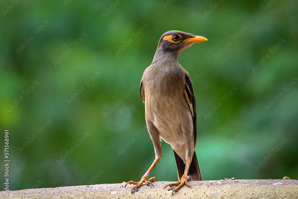 The common myna or Indian myna, sometimes spelled myna, is a member of the family Saturnine native to Asia. this bird giving me best pose like a portrait photography The common myna or Indian myna, sometimes spelled myna, is a member of the family Saturnine native to Asia. this bird giving me best pose like a portrait photography