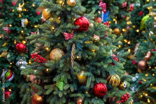 Christmas tree decorations background. Green spruce bramches with red and golden balls and toys and lights hanging