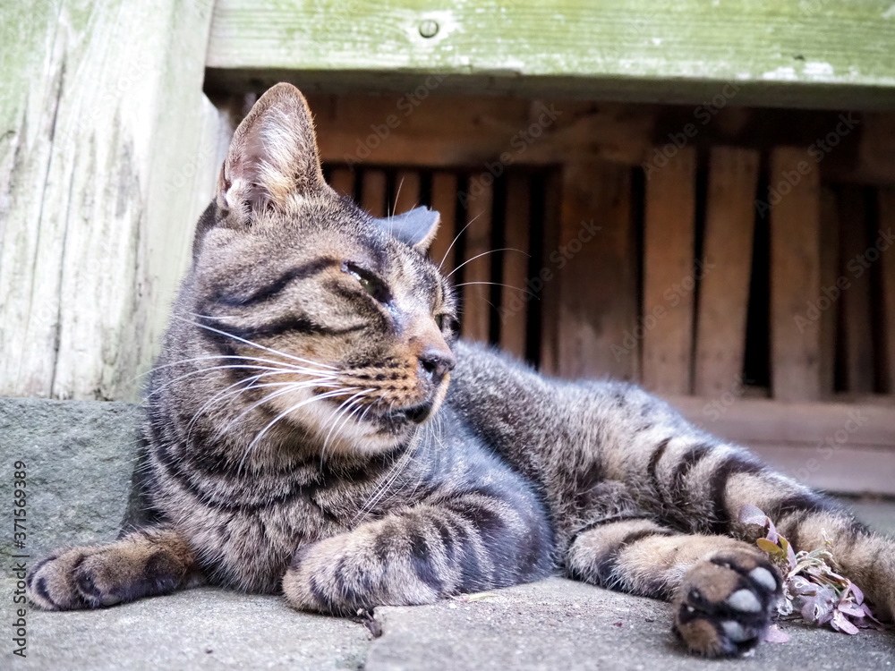 Obraz premium 軒下で涼んでいる野良猫