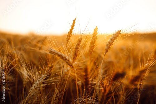 Wheat field at sunset. Field landscape.