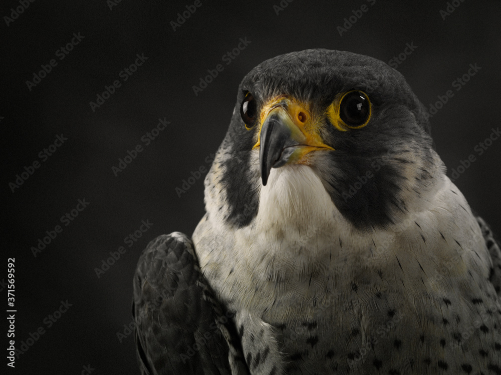 Fototapeta premium Close-up of the muzzle of a peregrine falcon (Falco peregrinus) looking at the camera. Studio portrait of Peregrine Falcon