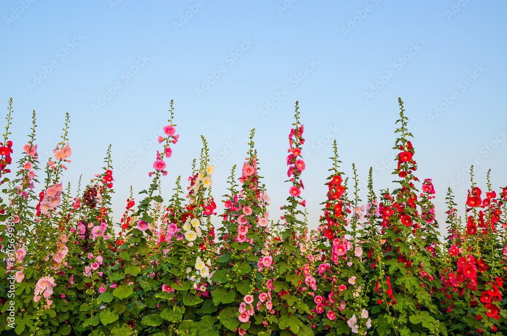 Alcea rosea or Hollyhock Alcea rosea or Hollyhock