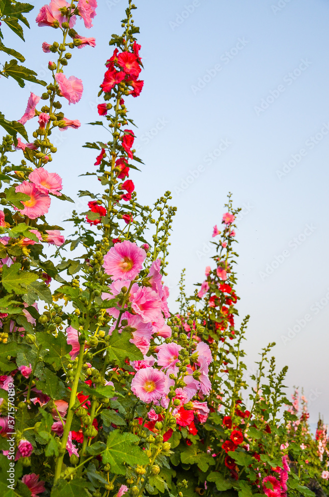 Alcea rosea or Hollyhock Alcea rosea or Hollyhock